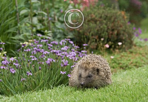 Hedgehog 7 DM0363